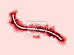 Check spelling or type a new query. Ebola Virus Unter Dem Mikroskop Fototapete Fototapeten Mikroorganismus Pandemie Jab Myloview De