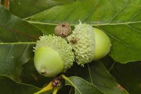 This is where the shovel or hoe might come in handy. Growing Oak Trees From Acorns Space For Life