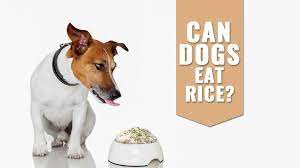 Can Dogs Eat Rice Is Brown Rice Good For Dogs Petmoo