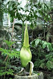 A Corpse Flower Is About To Bloom In The Bronx Unleashing Its Sensational Stench Corpse Flower Flowers Bloom