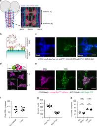 If you are consistently having issues with a single type of pest then a single line of attack may be all that you require. Maintenance Of Cell Type Specific Connectivity And Circuit Function Requires Tao Kinase Nature Communications