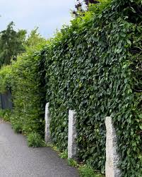 Image result for hornbeam hedge in winter