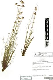 Image result for Rhynchospora eximia