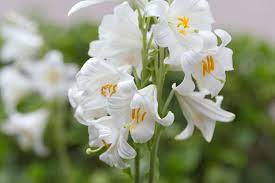 How to Grow and Care for Madonna Lily (Lilium candidum)