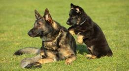 If you visit our site and like the work we do please consider donating. Learn About German Shepherd Dogs And Puppies Rspca