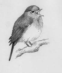 Birding illustration bird with nest design. Bird Sketch Bird Drawings Animal Drawings