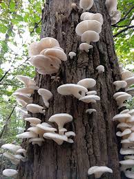 Image result for Pleurolobus salicifolius