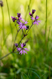 Image result for Caryophyllaceae