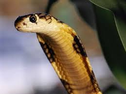 The World S Deadliest Reptiles King Cobra Pictures King Cobra Photos King Cobra
