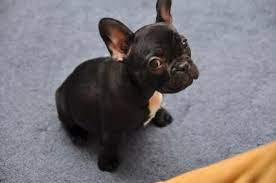 French bulldog information including personality, history, grooming, pictures, videos, and the akc breed standard. French Bullhuahua French Bulldog Chihuahua Mix Info Puppies Pictures