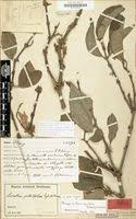 Image result for Phragmanthera capitata