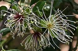 Image result for Maerua juncea