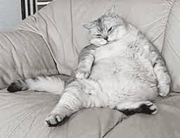 What other items do customers buy after viewing this item? Super Fat White Cat Snorking Cat Gif Page