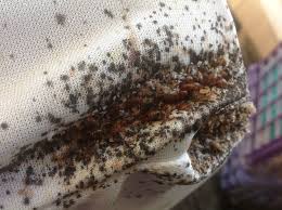 Image result for bedbugs on mattress