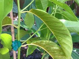 We did not find results for: Michelia Alba Plant Garden Advice