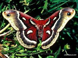 Butterflies Wallpaper Beautiful Butterflies Beautiful Butterflies Cecropia Moth Moth