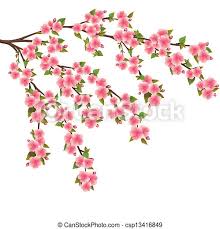 Bien que la fleur de cerisier fasse partie des symboles japonais, elle n'est pas la seule à être à l'honneur. Fleur Cerise Sur Japonaise Arbre Sakura Blanc Fleur Cerisier Japonaise Isole Realiste Sakura Fond Blanc Canstock