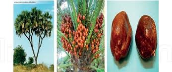 Like an olive, they have a pit. Pdf Biological Activities Of The Doum Palm Hyphaene Thebaica L Extract And Its Bioactive Components Semantic Scholar