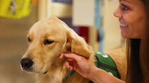 Golden retriever Hollywood joins Children's of Mississippi care team