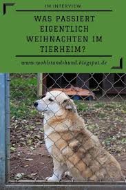 Pin Auf Wohlstandshund