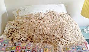 We did not find results for: Is This The Weirdest Picture Ever Thousands Of Wasps Make Their Home In Woman S Bed Uk News Express Co Uk