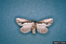 Image result for Multidentia exserta