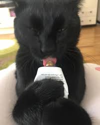 Macuna Iki Patinle Simsiki Sarilma Olayi Fazla Abartmak Cats Kittens Animals