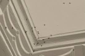 You have to get rid of these spiders in the bathroom to be very annoying to see, although they are not dangerous. Huntsman Home Invasions Triggered By Weather Spider Expert Says And They Ll Eat Each Other Rather Than You Abc News