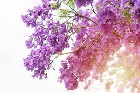Check spelling or type a new query. 10 Most Common Flowering Trees In San Diego Tree Service