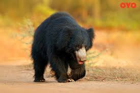 Pin By Azat Shayak On Ranthambhore Wild Life Reserve India Sloth Bear Melursus National Parks