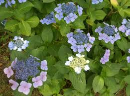 植物q A アジサイ 新潟県都市緑花センター