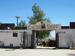 Cactus Shop At Kramer Junction Broadway Shows Cactus Mammoth