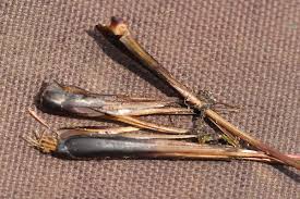 Image result for Xyris obscura