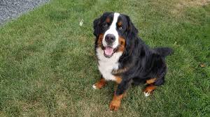 What Do You Feed Your Berner Bernesemountaindogs