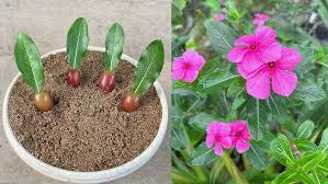 Image result for Catharanthus roseus