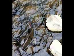 Beli senapan ikan online berkualitas dengan harga murah terbaru 2021 di tokopedia! Strike Dan Release Hampili Di Sungai Yg Jernih By Adi Wisaksono Adi