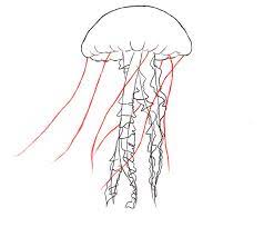How To Draw A Jelly Fish Draw Central Fish Drawings Jellyfish Drawing Watercolor Jellyfish