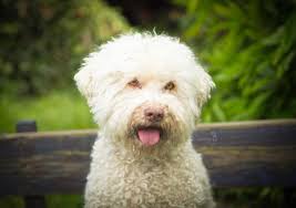 Kalli barks when she sees her food or walk