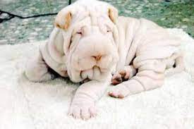 Online puppy sellers also often include registration, vaccinations, vet exams, a health certificate, pedigree, and a travel crate as part of the package deal. This Is Not A Bath Towel Wrinkly Dog Shar Pei Puppies Cute Dogs