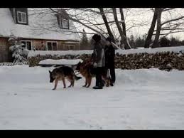 The cost of a german shepherd puppy can vary depending on several coat color can affect the price too, and german shepherd puppies for sale maine are available in a range of colors including black german. Training German Shepherd Puppies For Sale In Maine Youtube
