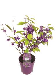 Image result for Callicarpa