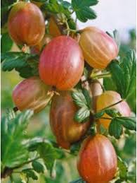 Groseiller A Maquereau Xenia Ribes Uva Crispa Le Jardin Du Pic Vert Graines De Fruits Berry Legume Exotique