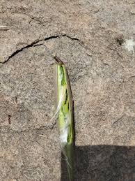 Image result for Cryptolepis oblongifolia