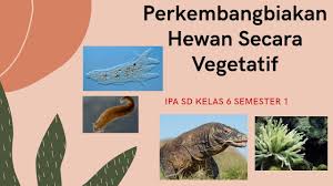 Check spelling or type a new query. Perkembangbiakan Hewan Secara Vegetatif Ipa Sd Kelas 6 Semester 1 Youtube