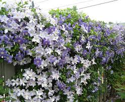 Planting a clematis can be put in the ground from early spring to early winter, as long as there is no freezing period. Clematis Care Medallion Plants