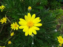 Image result for Euryops chrysanthemoides