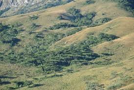 Image result for Aporrhiza paniculata