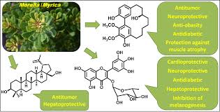 Image result for Myrica serrata