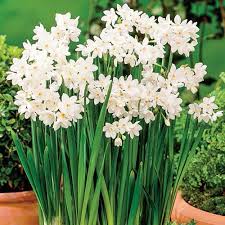 Paperwhites Paperwhites Bulb Flowers Daffodil Bulbs