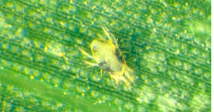 Image result for spotted spider mite